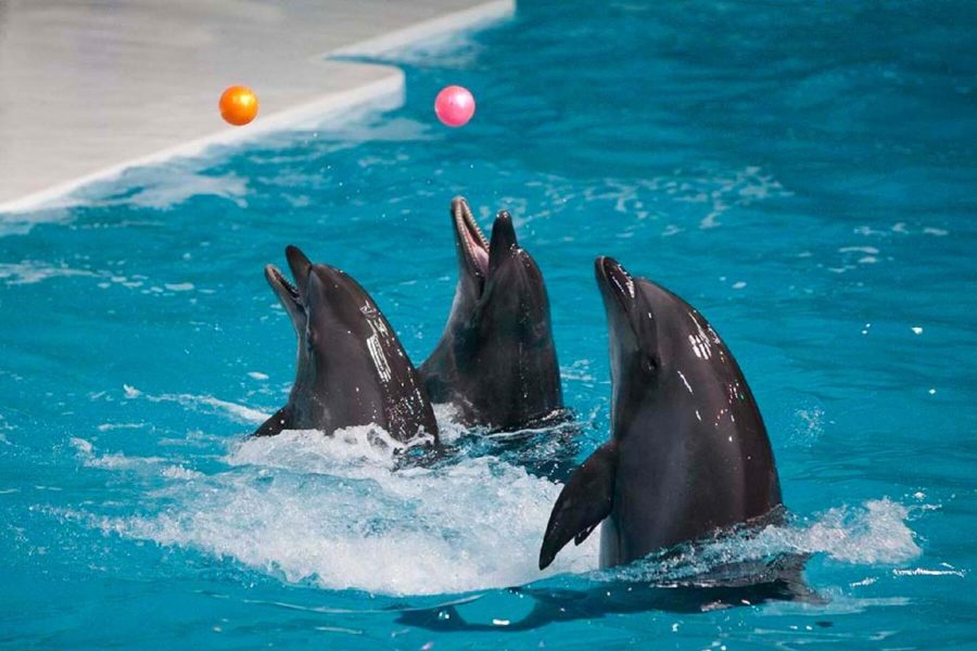 Dubai Dolphinarium Show Entrance Tickets