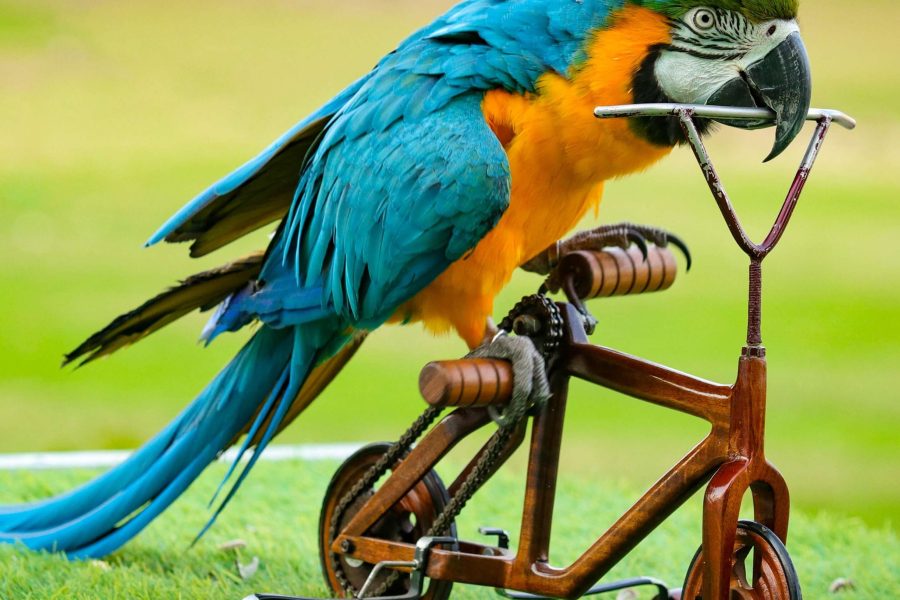 Exotic Bird Show Entrance Tickets in Dubai